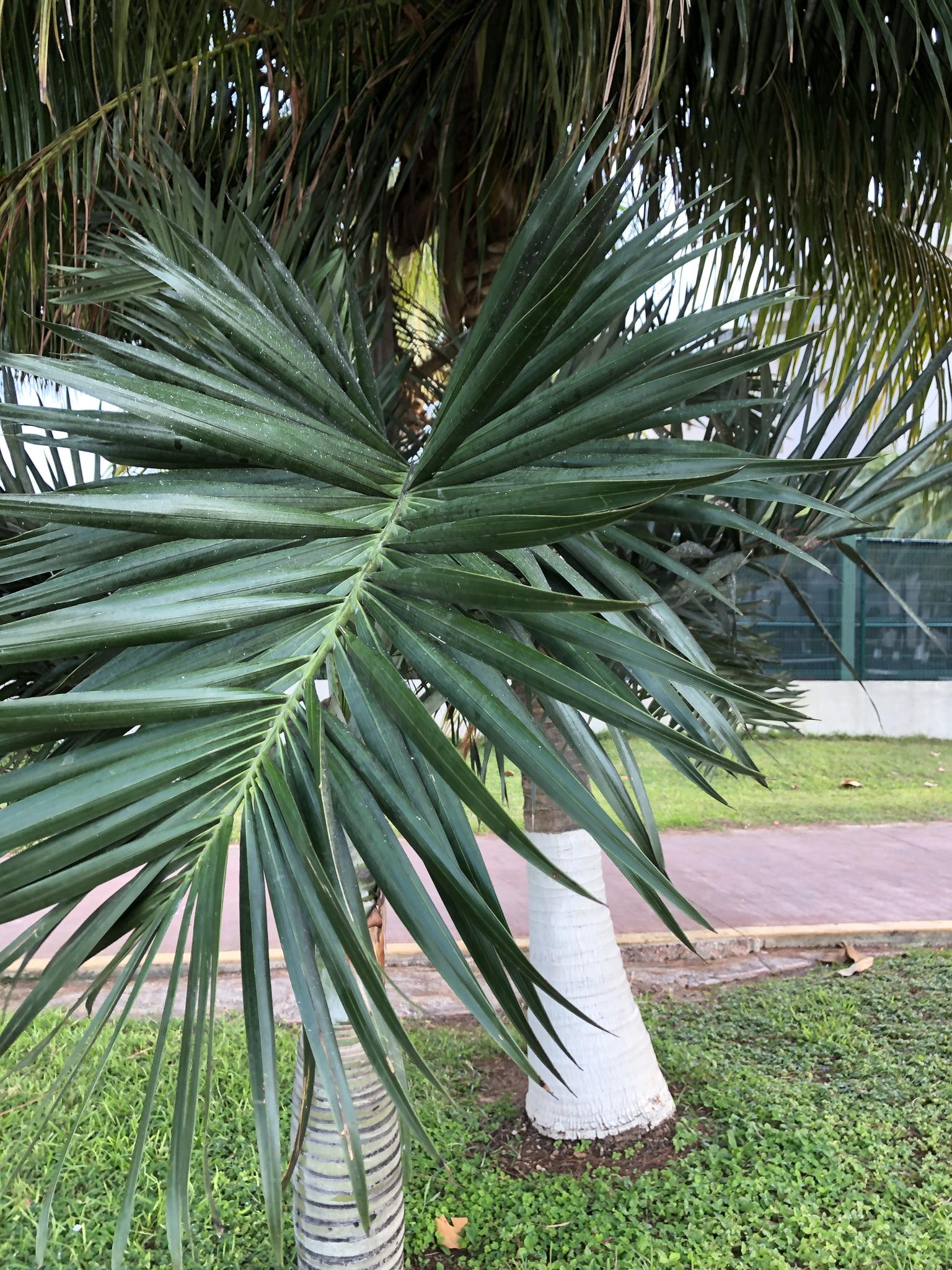 Pseudophoenix sargentii 
